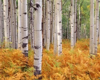 Golden Ferns Amidst Silver Birch Trees in a Serene Aspen Grove