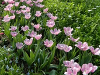 Ein lebendiger Frühlingsgarten mit blühenden rosa Tulpen zwischen üppigem grünem Laub und verstreuten Traubenhyazinthen, die eine bunte Blumenanzeige schaffen.