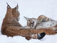 gatito, bobcat, felino grande, gatos de tamaño pequeño a mediano, fauna