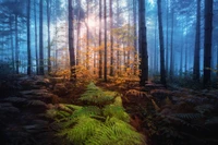 Misty woodland with vibrant ferns and golden autumn foliage amidst towering conifers.