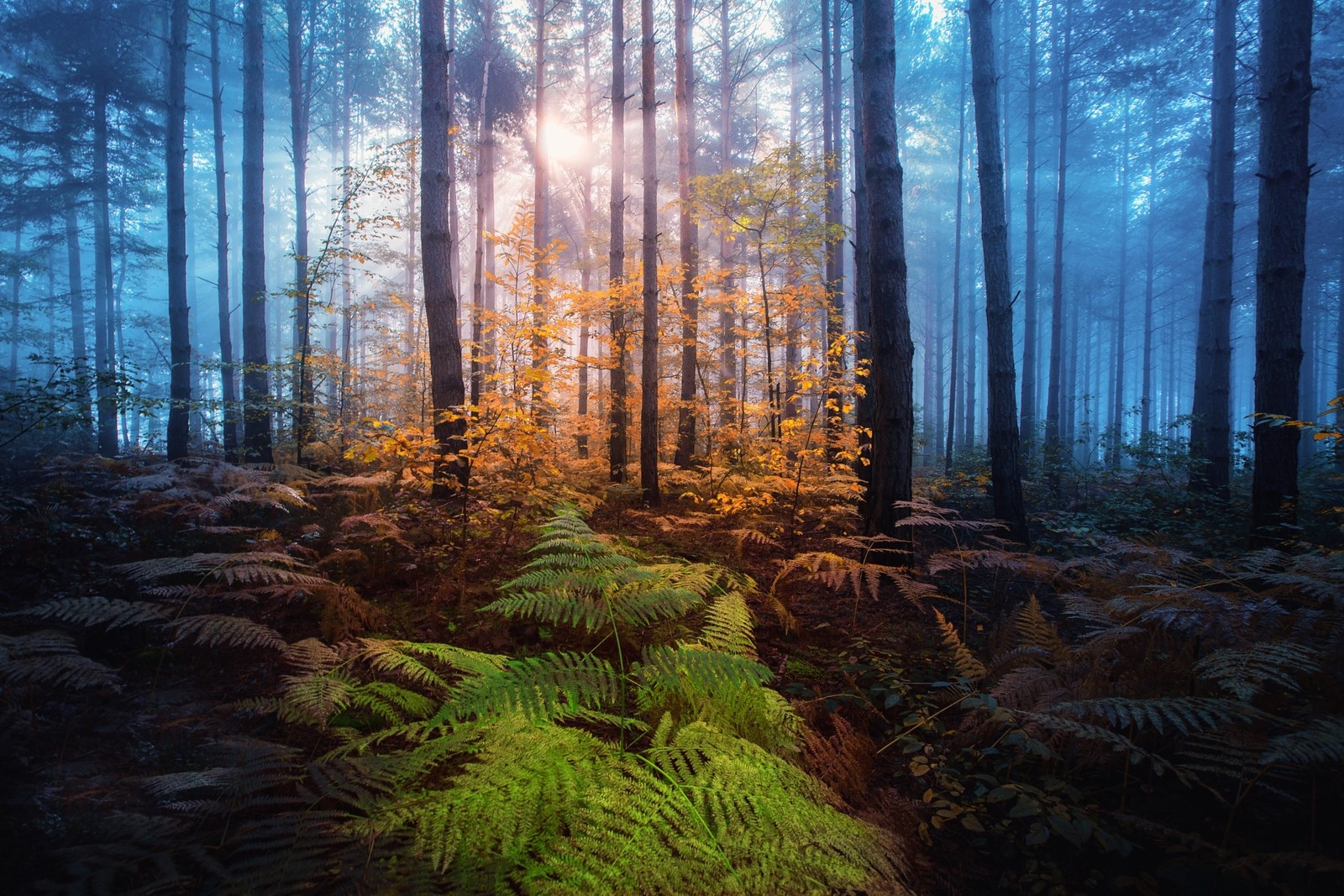 Une forêt avec un rayon de soleil et des fougères au premier plan (nature, arbre, forêt, boisé, sauvage)