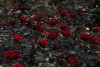 rose, shrub, flower, red, plant