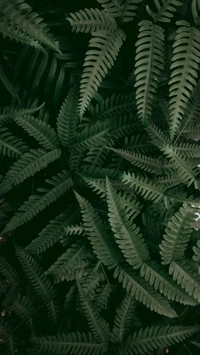 Lush Ostrich Ferns Creating a Dense Groundcover