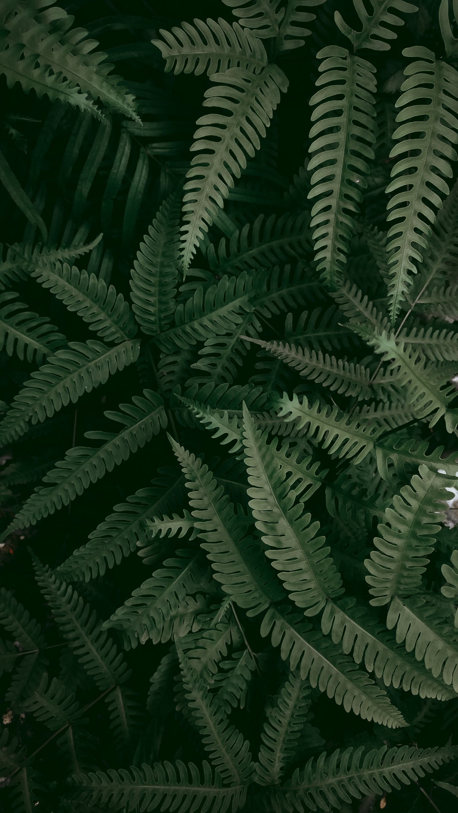 Vue aérienne d'une plante de fougère avec une fleur blanche au centre. (végétation, fougère, feuille, fougère autruche, tige de plante)