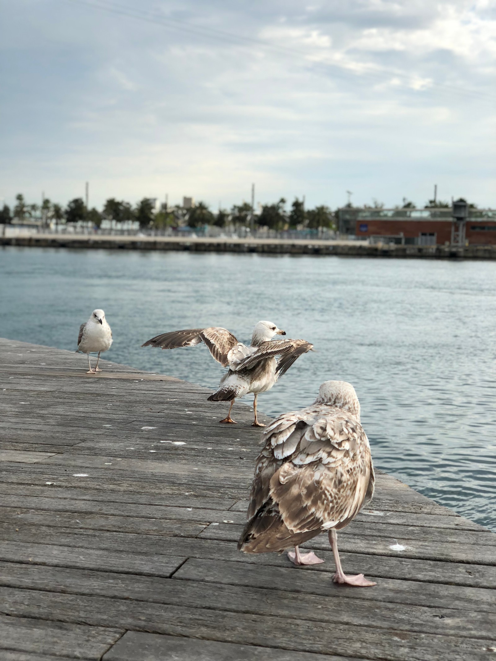 Há duas gaivotas em pé em um cais ao lado da água (gaivota, gaivota de patas amarelas, água, pássaro marinho, corpo de água)