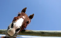 cavalos, focinho, cavalo, juba, animal de carga