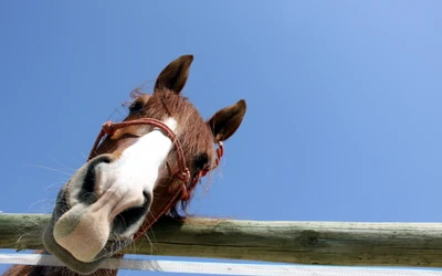 horses, snout, horse, mane, pack animal