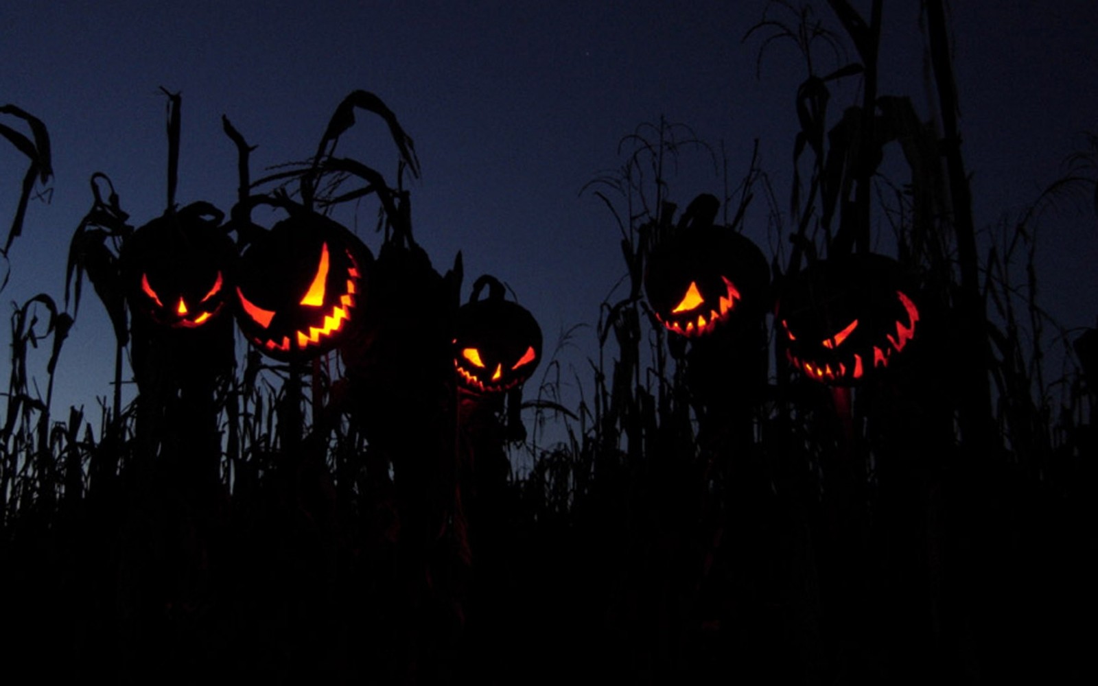 Un gros plan d'un champ d'herbe haute avec des citrouilles brillantes dans l'obscurité (halloween horror nights, obscurité, nuit, minuit, vacances)