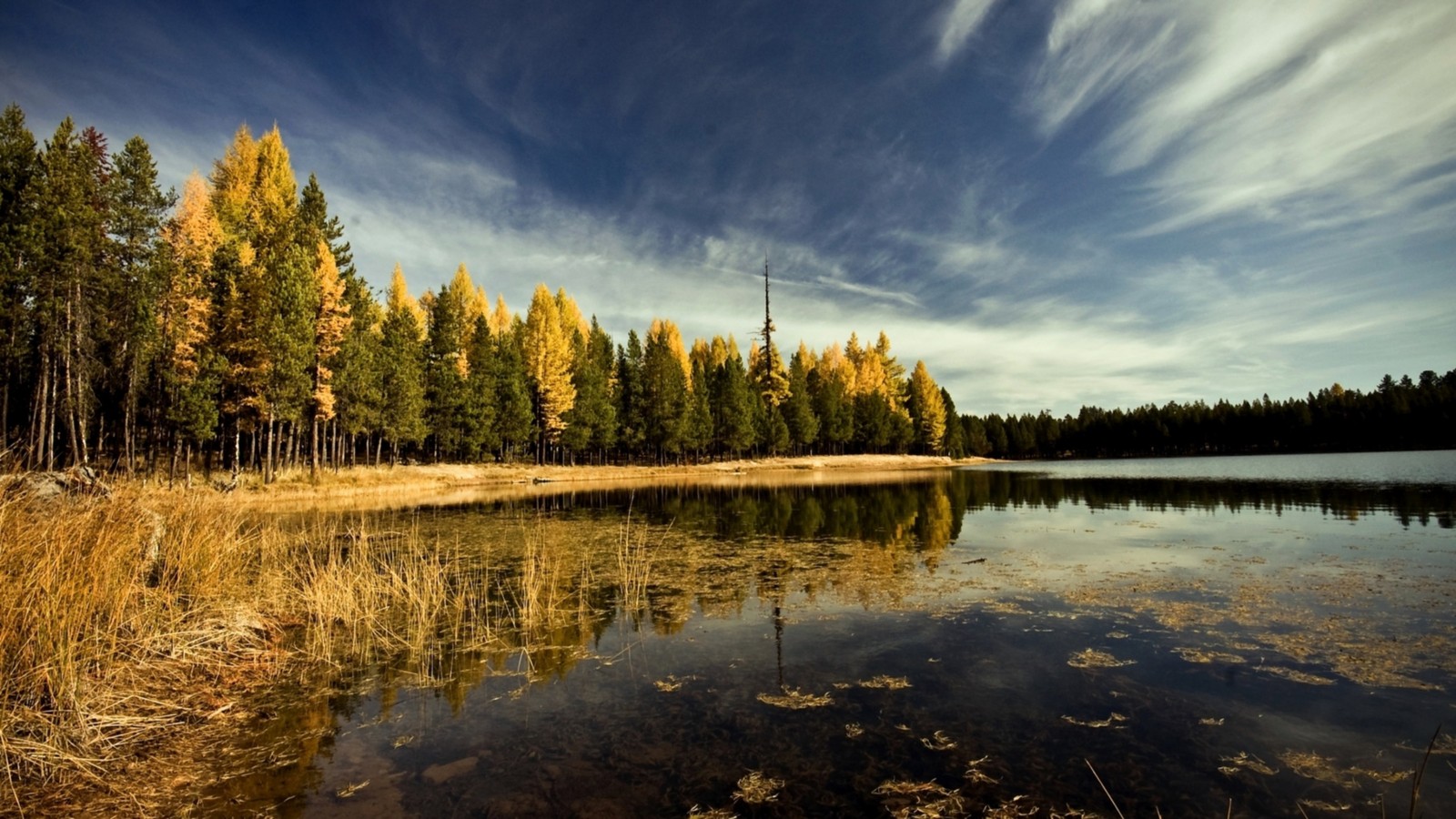 Una vista de un lago rodeado de altos árboles y hierba (reflexión, naturaleza, agua, árbol, lago)