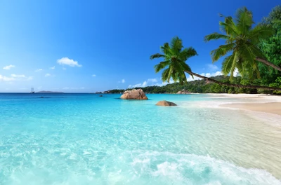 Paraíso tropical: águas cristalinas e praias cercadas de palmeiras