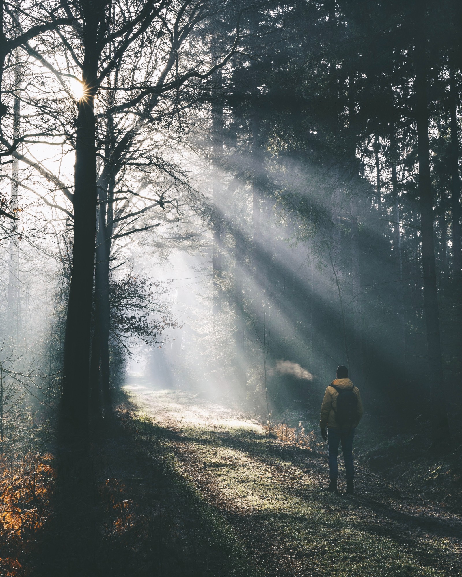 Araffe walking in the woods with sun shining through the trees (evening, fog, sky, natural environment, forest)