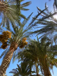 palmier dattier, plantes, noix de coco, arbre, plante ligneuse