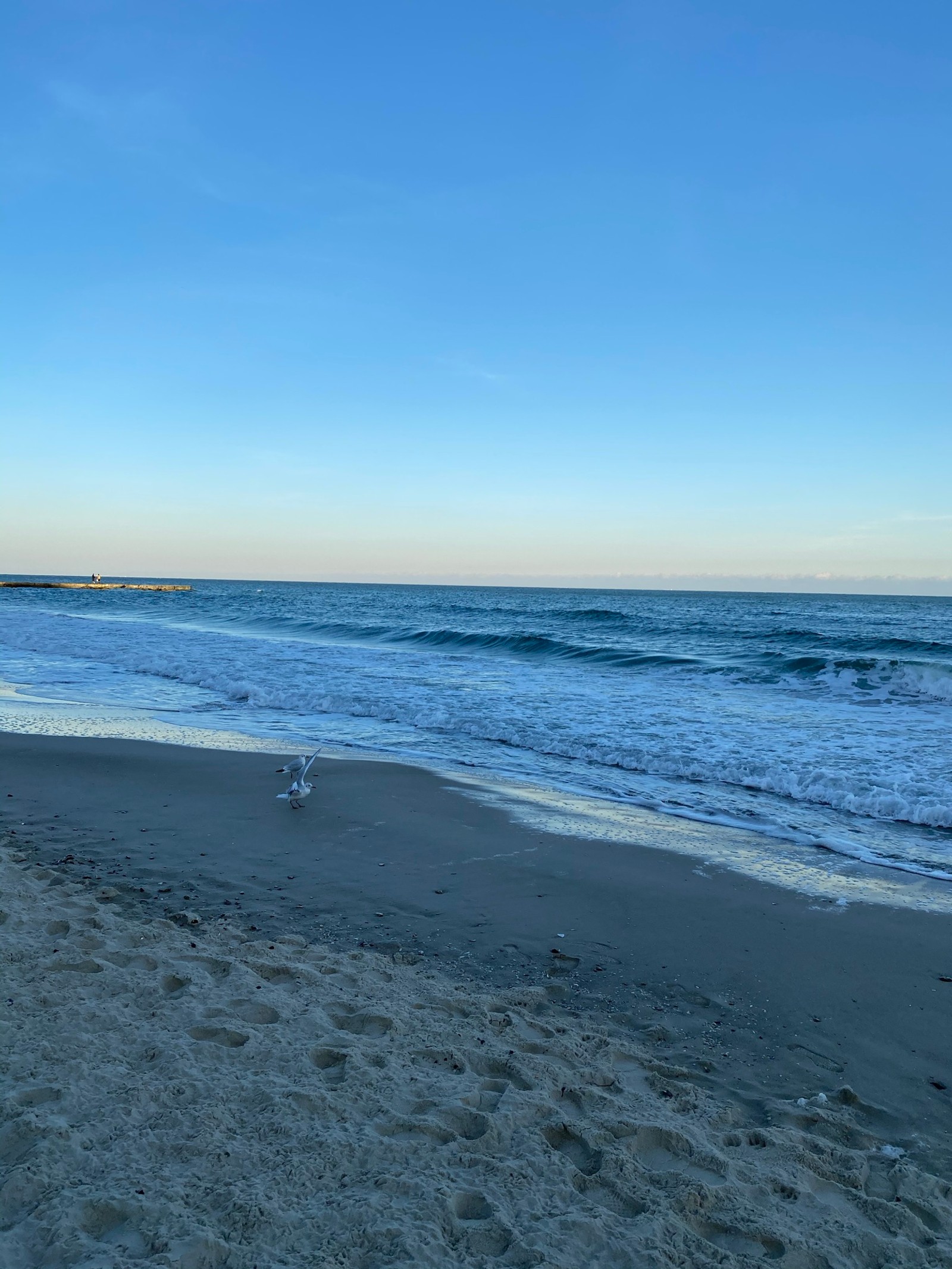 Hay un pájaro de pie en la playa junto al agua (mar, cuerpo de agua, fluido, entorno natural, orilla)