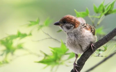 haussperling, vogel, schnabel, spatz, sitzvogel