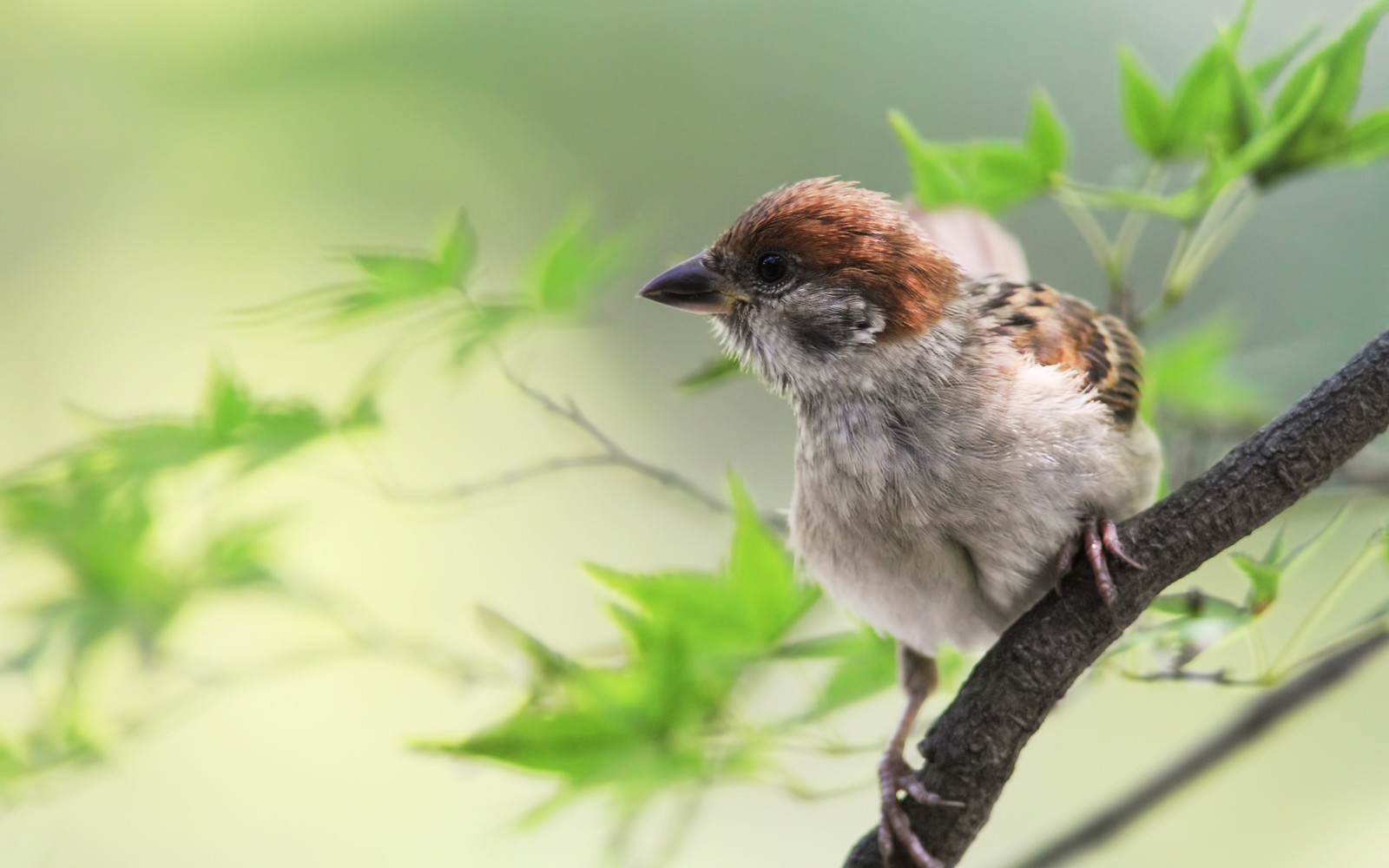 Lade haussperling, vogel, schnabel, spatz, sitzvogel Hintergrund herunter