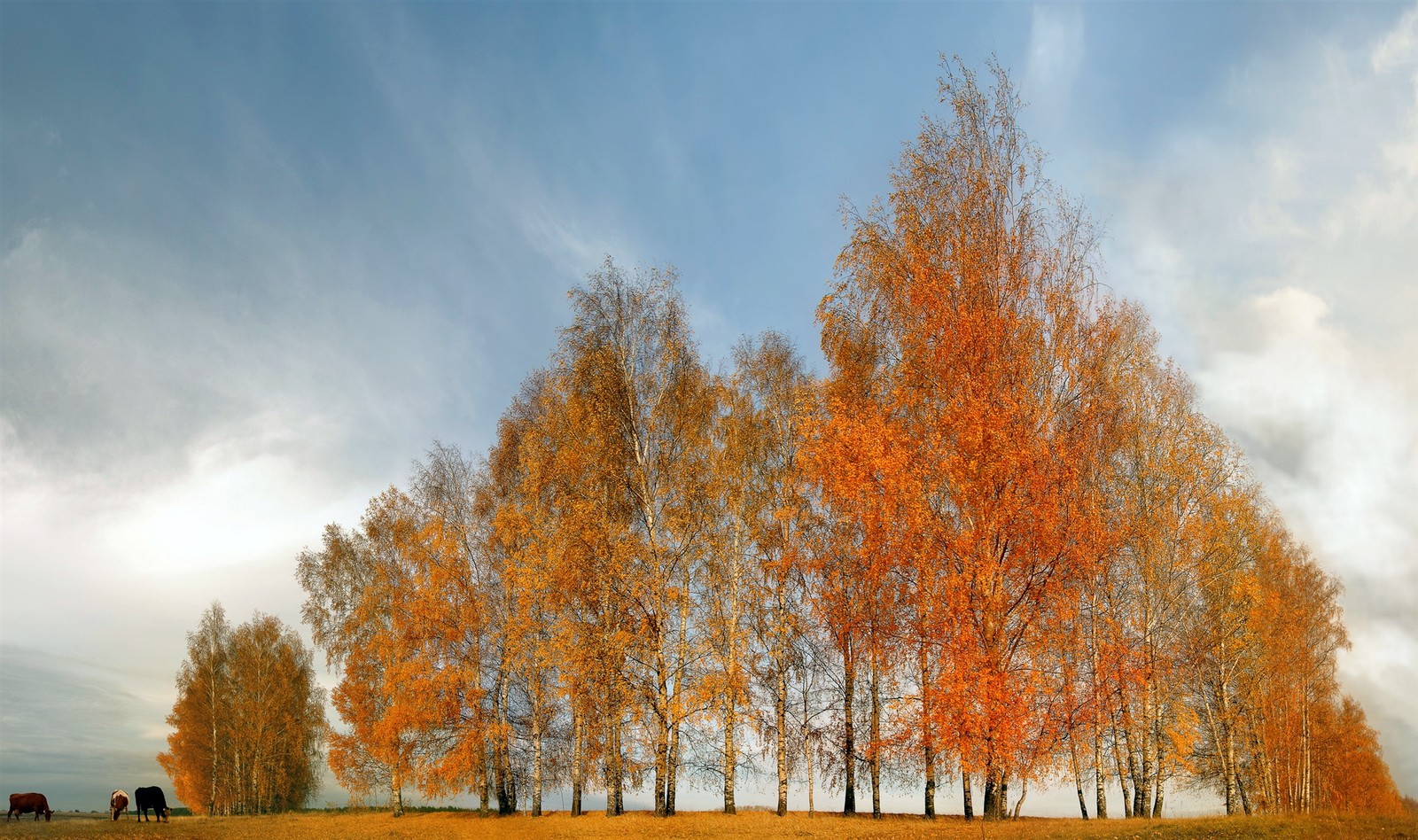 Lade zweig, baum, natur, blatt, herbst Hintergrund herunter