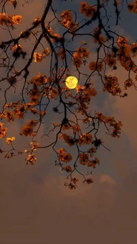 automne, feuilles, lune, novembre, orange