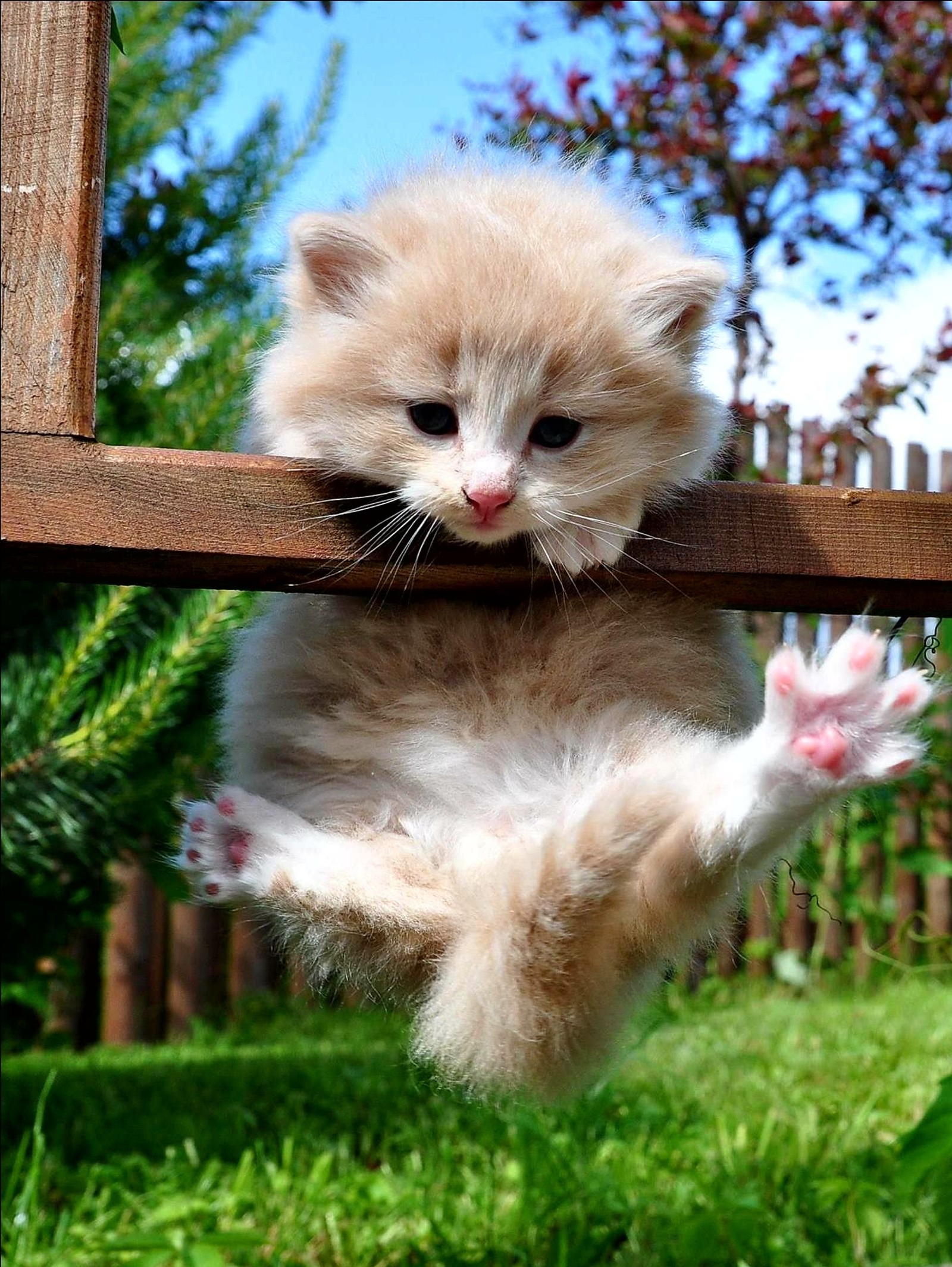 There is a cat that is climbing up a wooden fence (cute, kitten)