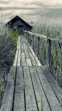 asombroso, belleza, puente, verde, naturaleza