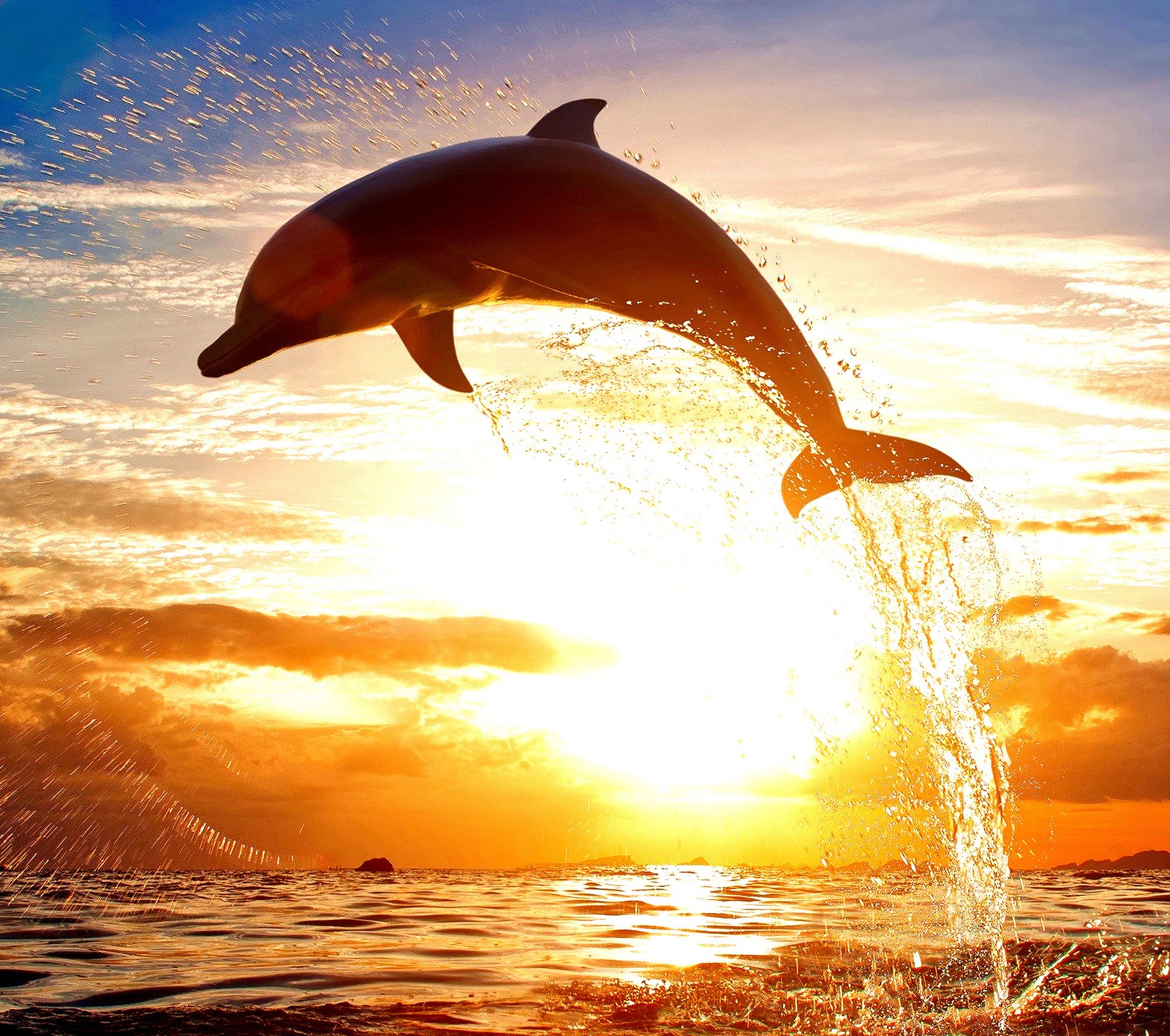 Téléchargez le fond d'écran dauphins, hd, nouveau, mer, coucher de soleil