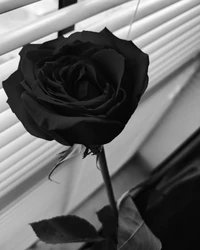 rose, red, beautiful, flower, black wallpaper