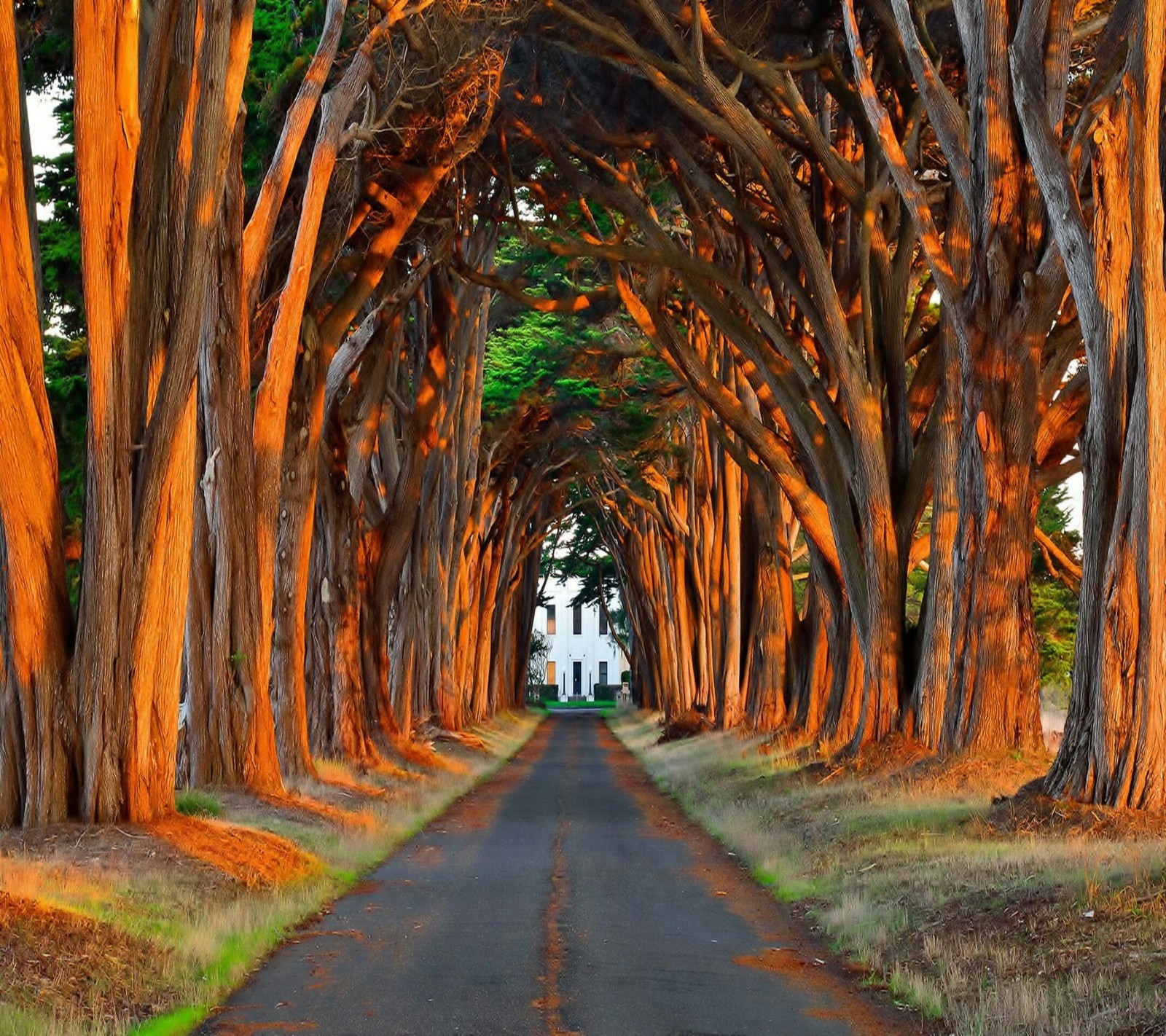 Une longue route bordée d'arbres et d'une maison blanche (lumière, soleil, arbre)