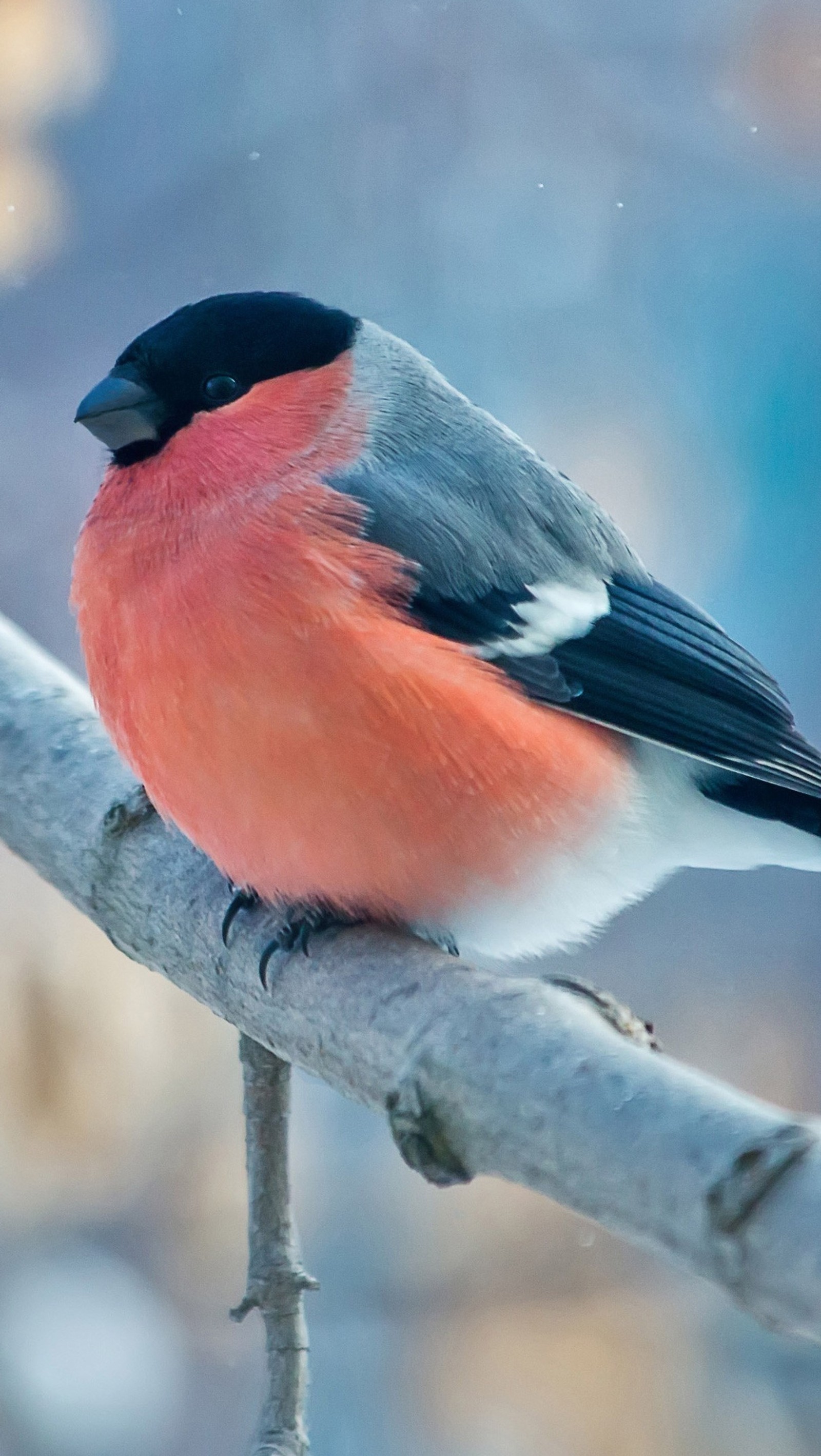 Um pássaro sentado em um galho na neve (bullfinch, inverno)