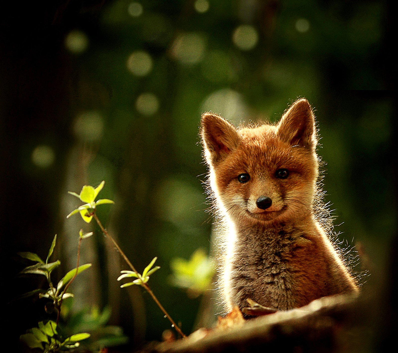 Lade niedlich, fuchs Hintergrund herunter