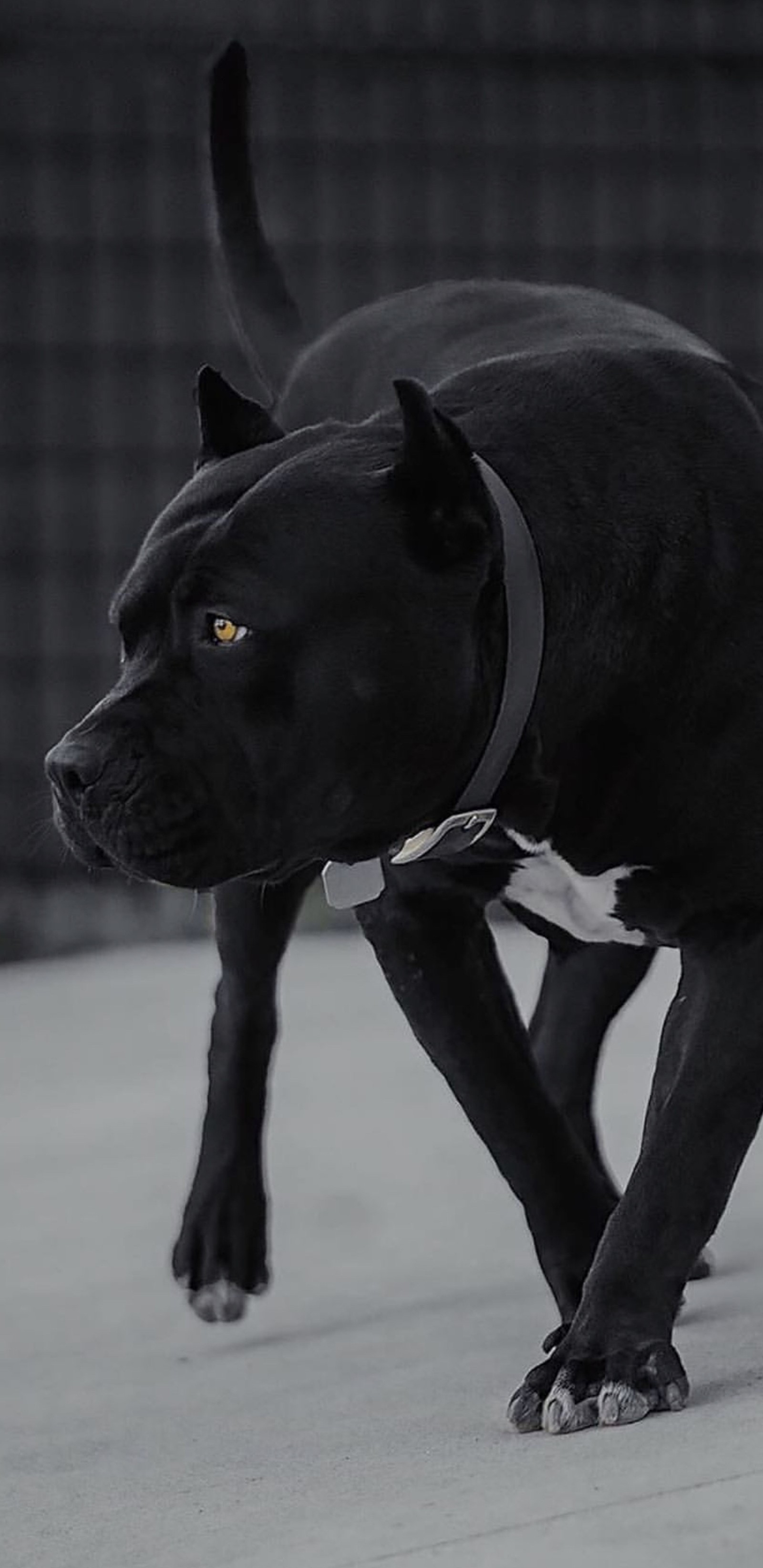 Un chien noir marchant sur le trottoir avec une laisse (taureau, chien, chiens, drôle, pit)