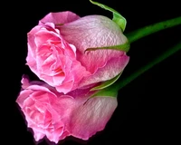 Elegant Pink Rose with Reflective Beauty