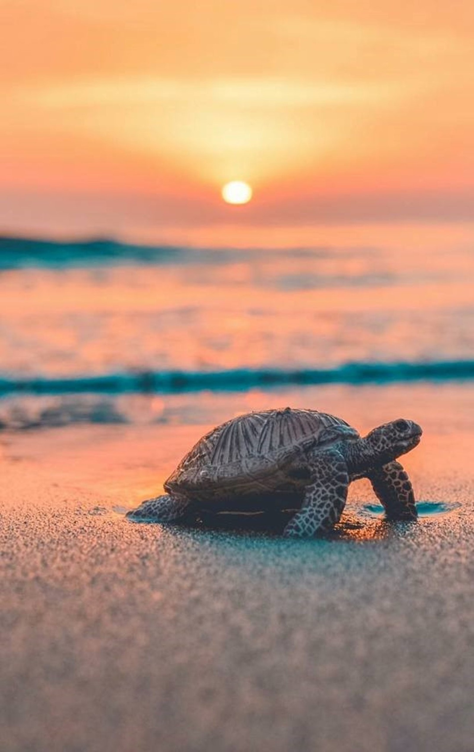 Um close de uma tartaruga na praia com o sol se pondo (mar, tartaruga)