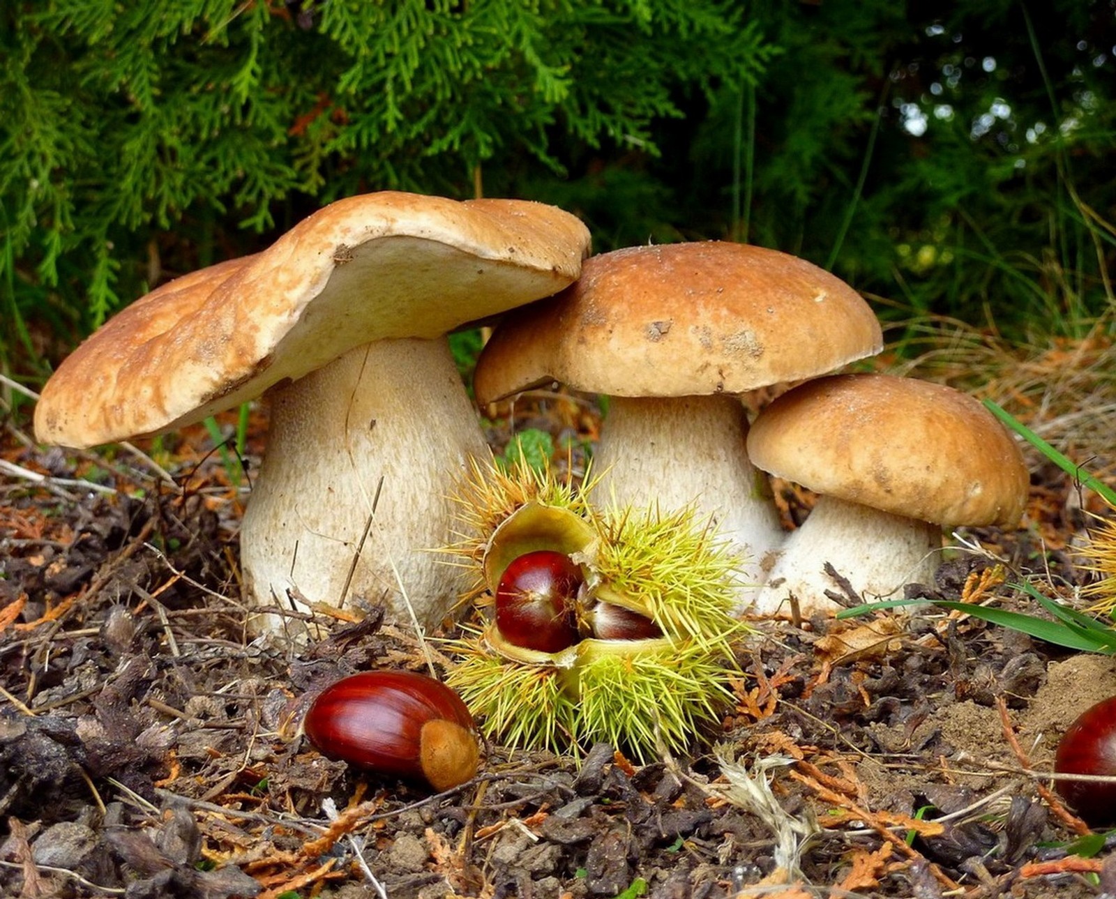 Hay tres champiñones sentados en el suelo (hongos, naturaleza)