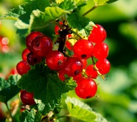 currant, red wallpaper