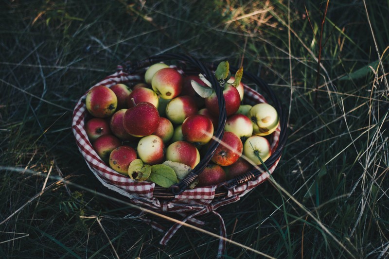 Корзина с яблоками, стоящая на земле (фрукт, яблоко, растение, натюрморт, еда)