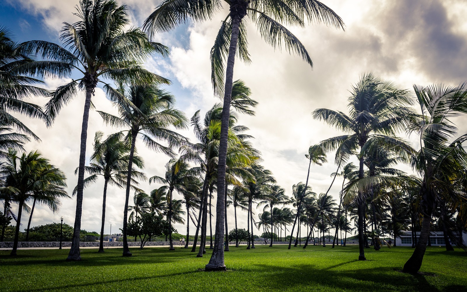 Téléchargez le fond d'écran miami, arbre, nature, palmier, plante ligneuse