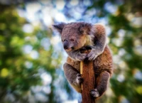 Bebé koala trepando una rama de árbol en un entorno forestal exuberante