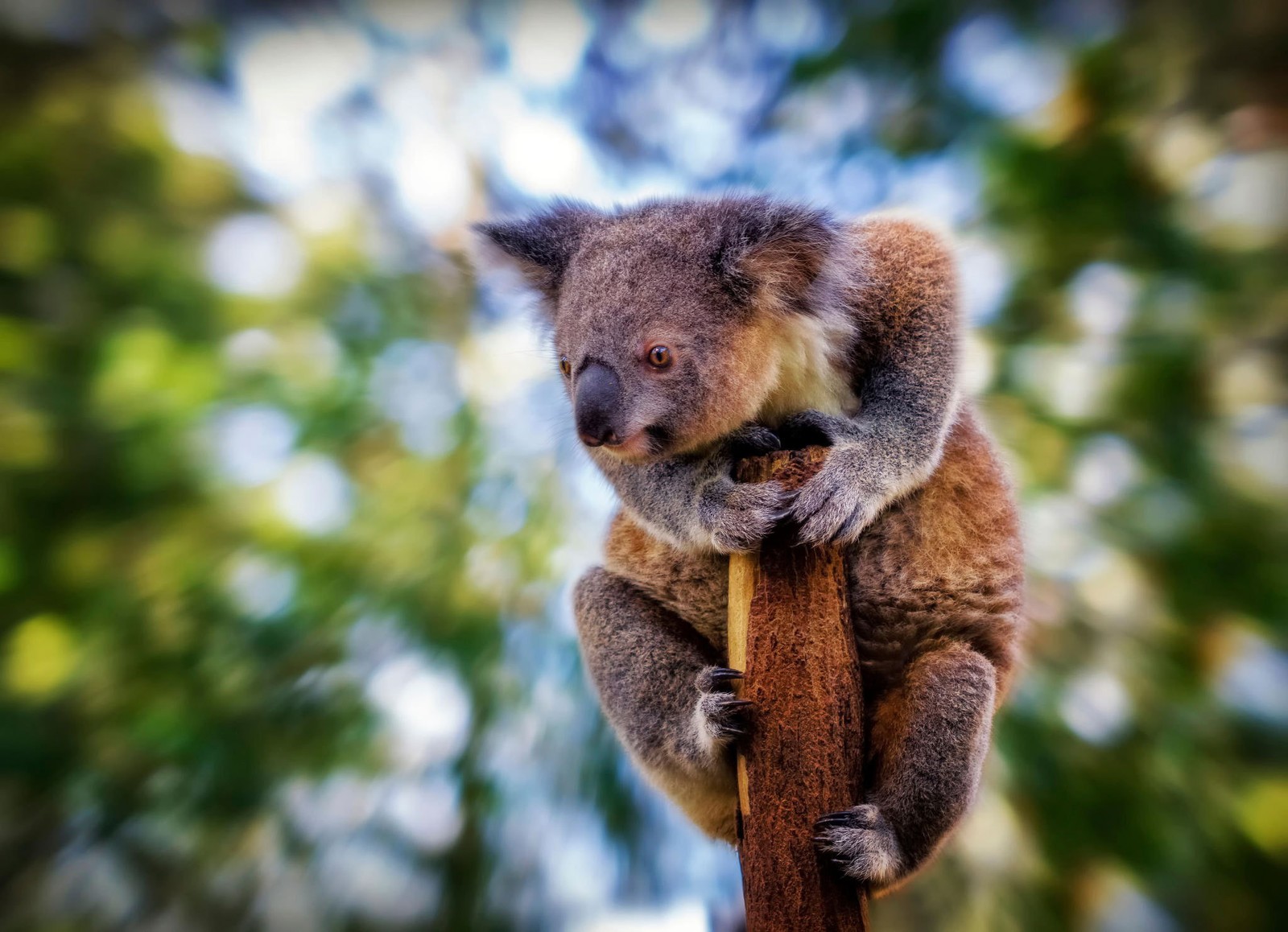 Il y a un koala assis sur une branche d'arbre (koala, animal terrestre, faune, marsupial, museau)