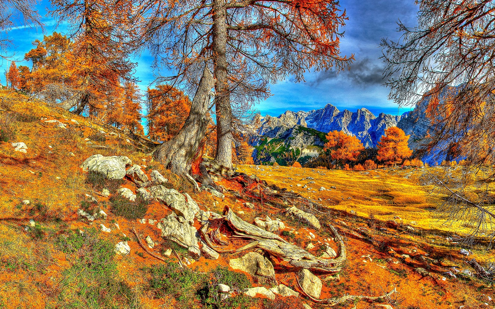 tree, nature, wilderness, autumn, rock Download Wallpaper