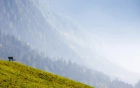 berglandschaft, alpen, baum, grasland, pflanze