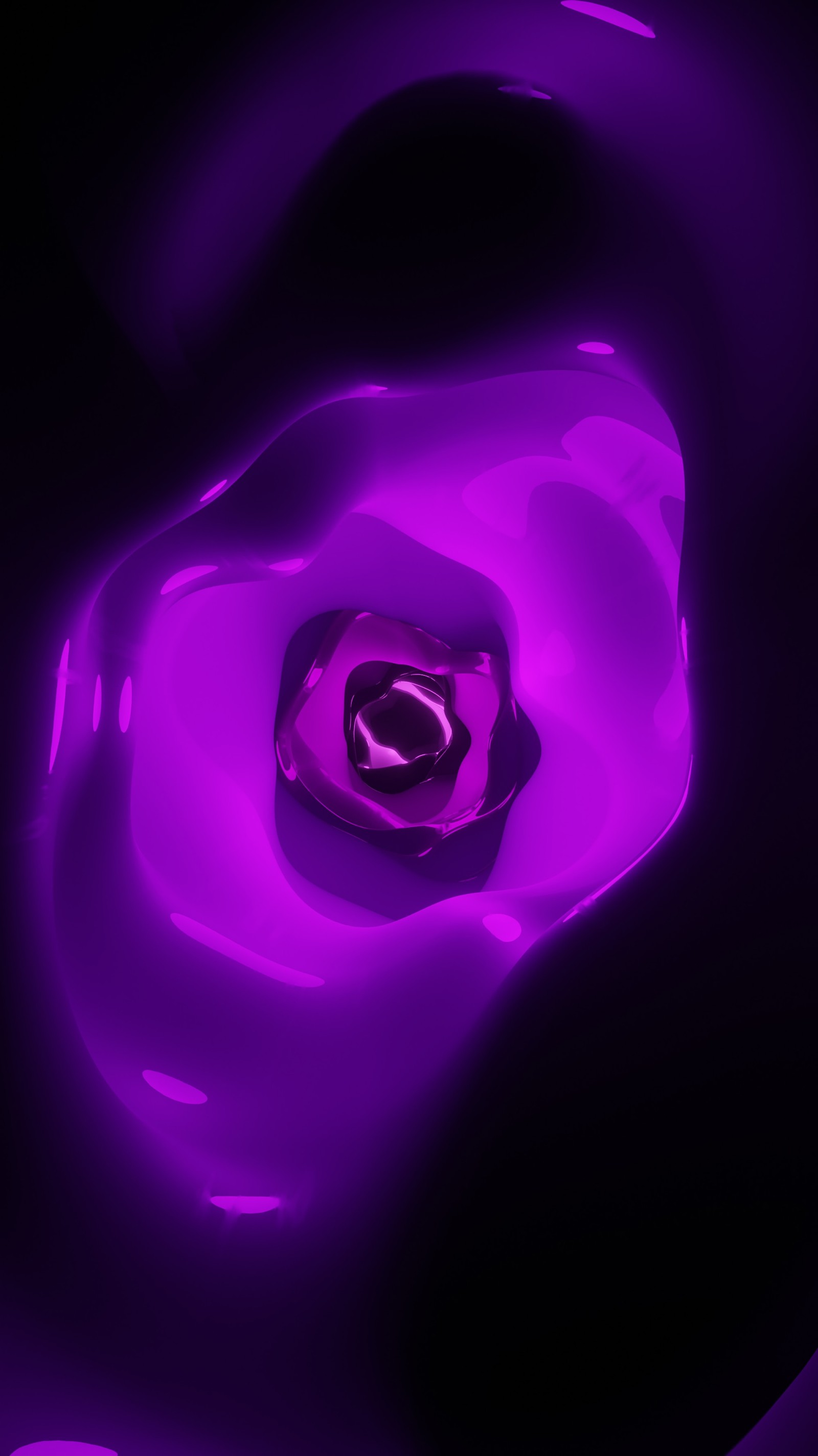 Purple rose in a black background with a purple light (violet, purple, light, pink, petal)