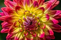 Vibrant Pink and Yellow Dahlia Flower in Close-Up Displaying Intricate Petal Structure.