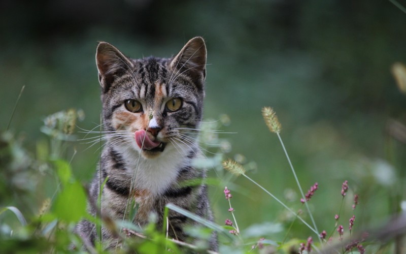 Кошка сидит в траве с высунутым языком (полосатый кот, котёнок, дикая природа, рыло, млекопитающее)