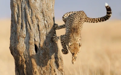 Guepardo en medio de un salto desde un árbol, mostrando agilidad y fuerza en la naturaleza.