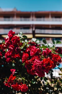 Vibrant red roses blooming against a clear blue sky, showcasing the beauty of spring in a garden setting.