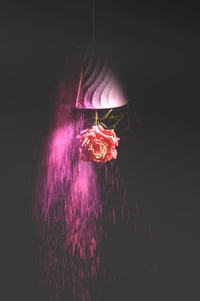 Rose suspendue illuminée par une lumière rose vibrante