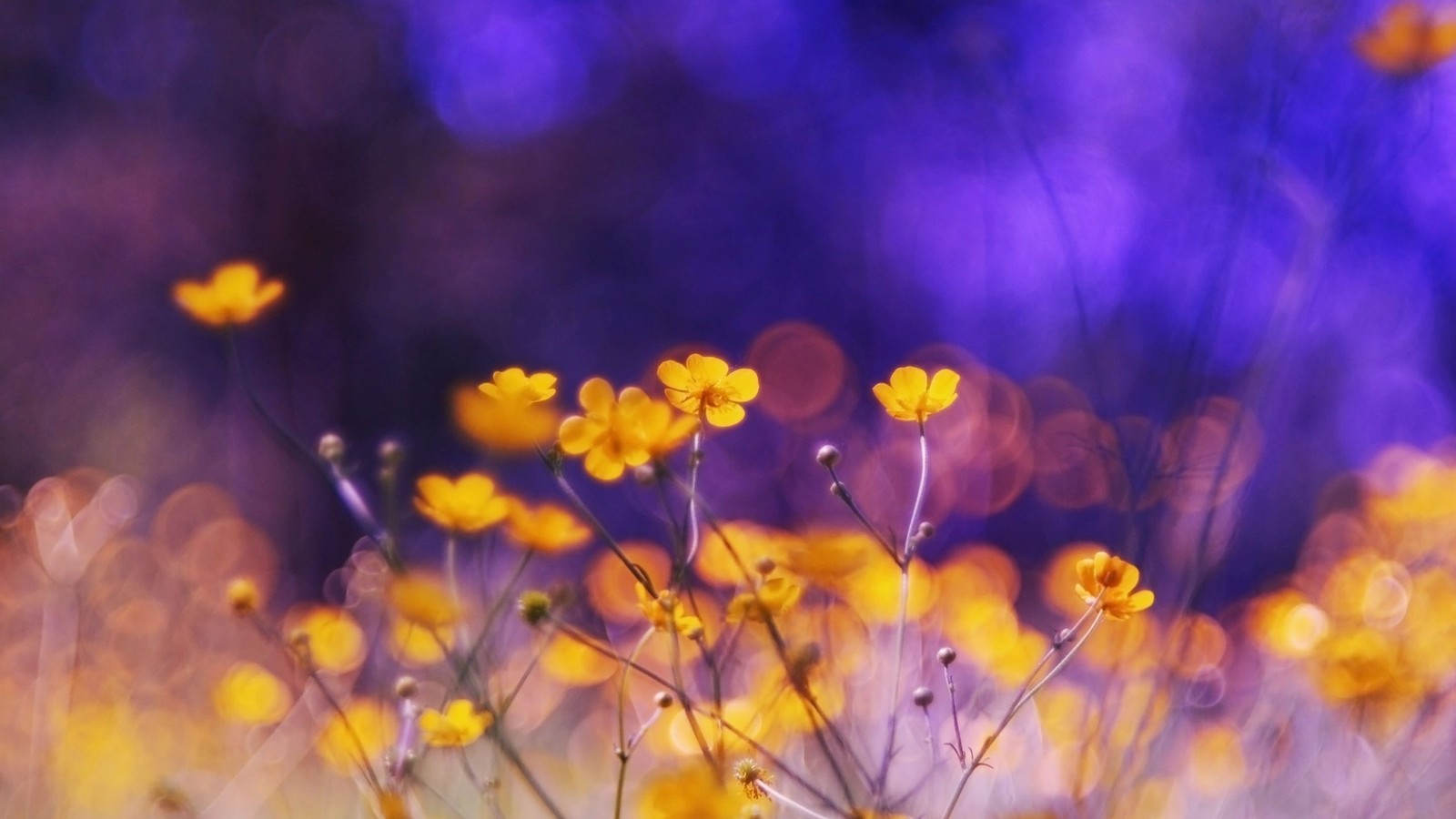 nature, violet, yellow, petal, wildflower wallpaper