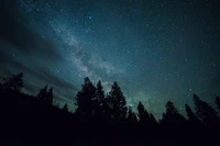 Starry Night Over a Forest Silhouette