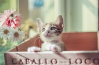 Gatito egeo curioso asomándose de una caja de madera, rodeado de flores.