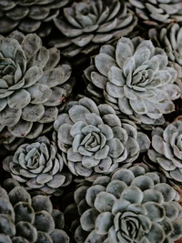 Belles plantes succulentes dans des motifs variés