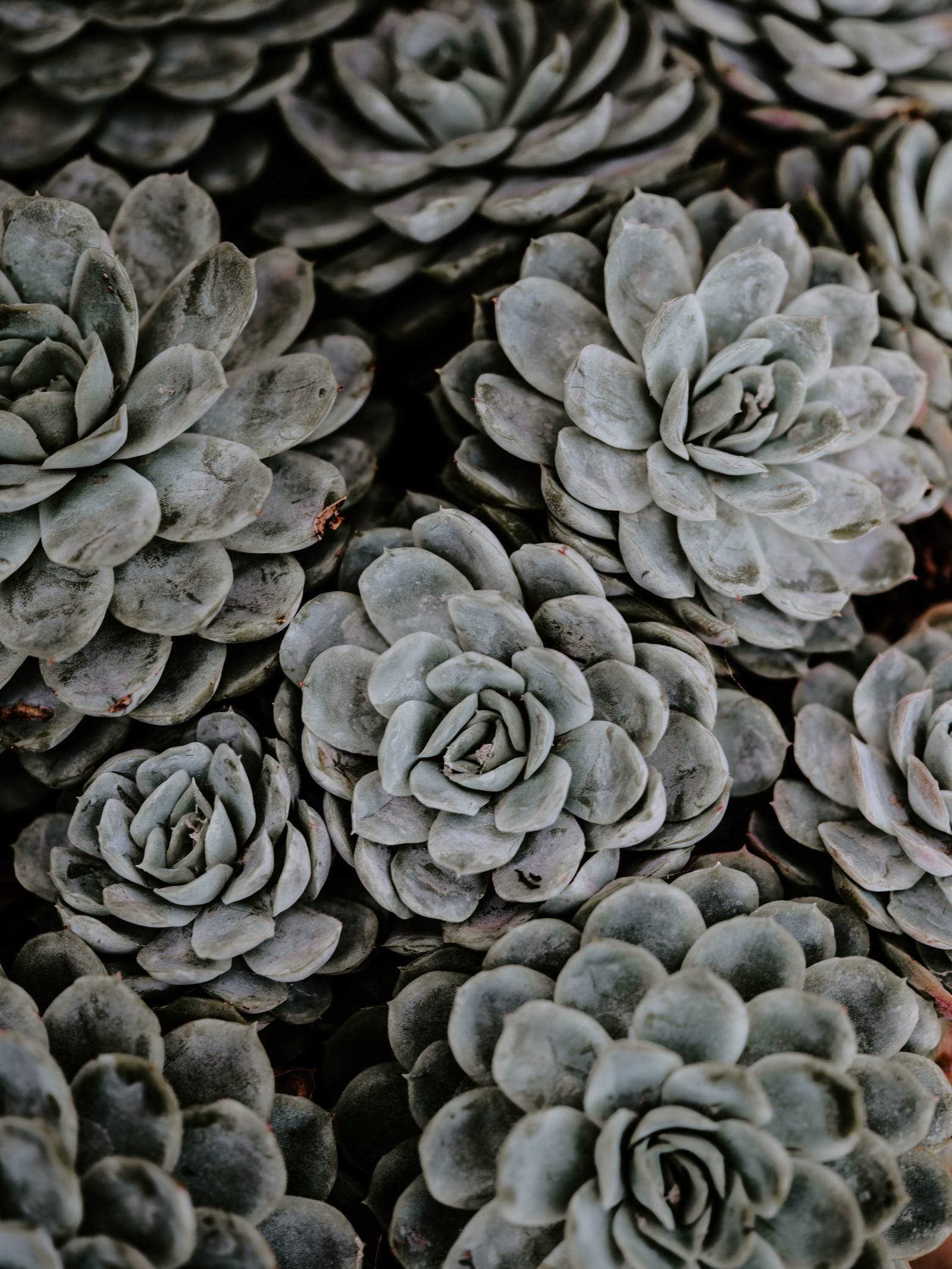 There are many succulents of plants that are in a pot (succulent plant, flower, plant, pattern, leaf)